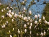 Magnolia x soulangeana 'San Jose' -2013