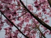 Magnolia sargentiana robusta 'Dark Form'