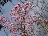 Magnolia sargentiana robusta 'Dark Form'