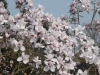 Magnolia sargentiana robusta 'Pale Form'
