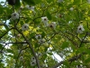 Magnolia sinensis