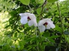 Magnolia sinensis