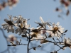 Magnolia stellata