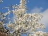 Magnolia x kewensis