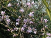 Magnolia x loebneri 'Leonard Messel'