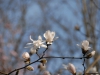 Magnolia x loebneri 'Merrill'