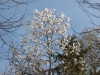 Magnolia x loebneri 'Merrill'
