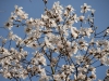 Magnolia x loebneri 'Merrill'