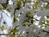 Magnolia x loebneri 'Wadas Memory'