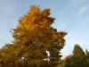 Magnolia x proctoriana - autumn colour