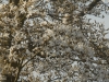 Magnolia x proctoriana close up