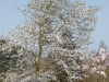 Magnolia x proctoriana