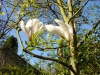 Magnolia x soulangeana 'Brozzonii'