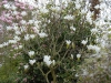 Magnolia x soulangeana 'Amabilis'