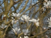 Magnolia x soulangeana 'Amabilis'