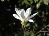 Magnolia x soulangeana 'Amabilis'