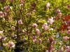 Magnolia x soulangeana 'Lenei'