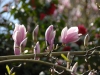 Magnolia x soulangeana 'Rose Superb'