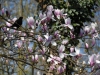 Magnolia x soulangeana 'Rose Superb'