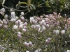 Magnolia x soulangeana 'Rose Superb'