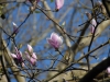 Magnolia x soulangeana 'Rose Superb'