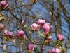 Magnolia x soulangeana 'Rustica Rubra'