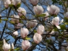 Magnolia x soulangeana 'San Jose'