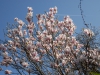 Magnolia x soulangeana
