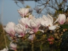 Magnolia x soulangeana