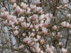 Magnolia x vietchii 'Isca'