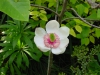 Magnolia x weisneri
