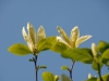 Magnolia \'Yellow Fever\'