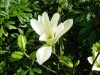Magnolia \'Yellow River\'