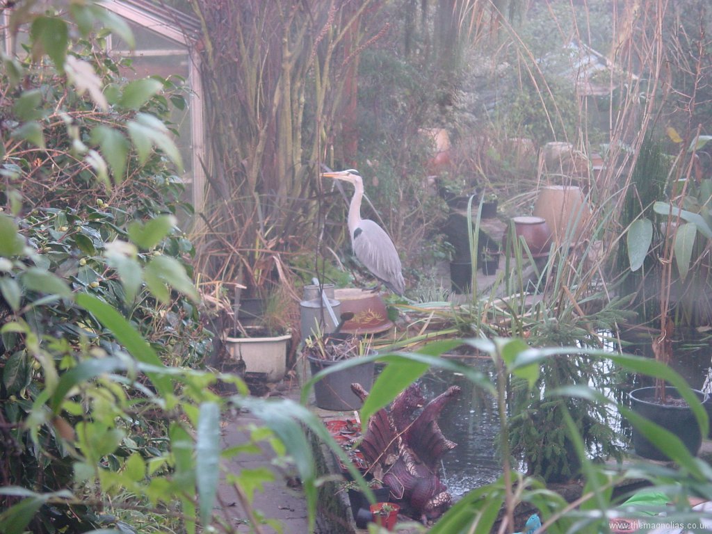 Heron in the Mist