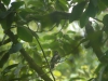 Lesser Spotted Woodpecker