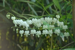 Perennials for Shadier Areas