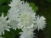 Astrantia 'Superstar'