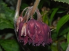 Podophyllum 'Spotty Dotty'
