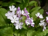 Primula sieboldii 'Andromeda'