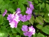 Primula sieboldii 'Cherubim'