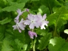 Primula sieboldii 'Heart's Desire'