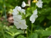 Primula sieboldii 'Snowflake'