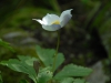 Anemone prattii