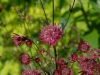 Astrantia 'Ruby Star'