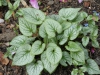 Brunnera macrophylla 'Jack Frost'