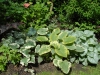Bunnera macrophylla Varieties