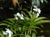 Cardamine heterophylla