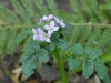 Cardamine raphanifolia