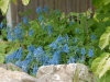 Corydalis 'Tory MP'