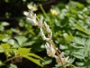 Dicentra cucullaria
